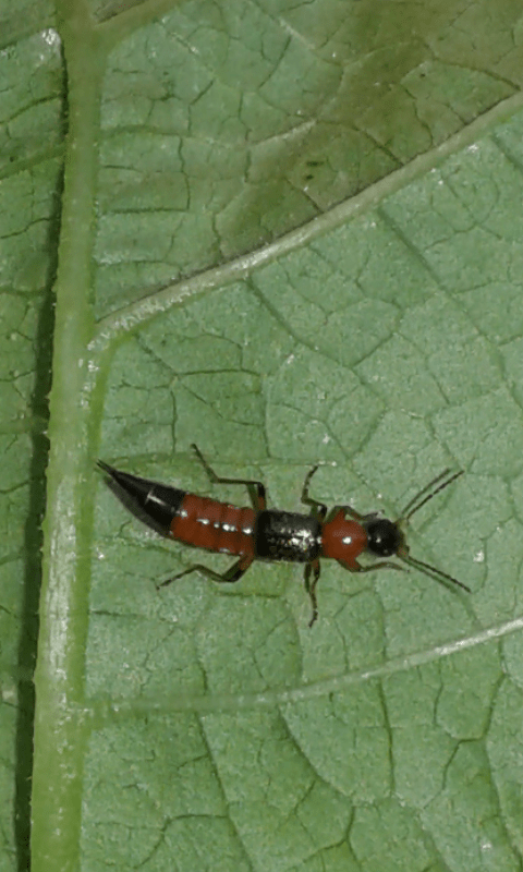 Staphylinidae: Paederus sp.? S, Paederus riparius